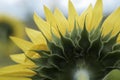 Sunflower leaves macro Royalty Free Stock Photo