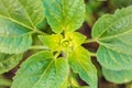 Sunflower leaves on nature as background