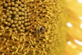 Sunflower leaves and pollen-infected bee. detail, macro photo. Royalty Free Stock Photo