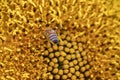 Sunflower leaves and pollen-infected bee. detail, macro photo. Royalty Free Stock Photo