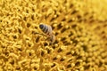 Sunflower leaves and pollen-infected bee. detail, macro photo. Royalty Free Stock Photo