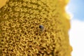 Sunflower leaves and pollen-infected bee. detail, macro photo. Royalty Free Stock Photo