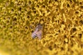 Sunflower leaves and pollen-infected bee. detail, macro photo. Royalty Free Stock Photo