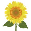 Sunflower with leaves vector Royalty Free Stock Photo