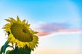 Sunflower on left, copy space on right. Yellow flower on blue sky Royalty Free Stock Photo