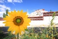 Sunflower with Leh palace in heart of Ladakh, Jammu and Kashmir, Indian with blue sky and pretty cloud in background Royalty Free Stock Photo