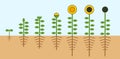 Sunflower life cycle. Growth stages from seed to flowering and fruit-bearing plant with root system