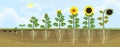 Sunflower life cycle. Growth stages from seed to flowering and fruit-bearing plant with root system Royalty Free Stock Photo