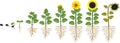 Sunflower life cycle. Growth stages from seed to flowering and fruit-bearing plant with root system Royalty Free Stock Photo