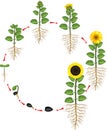 Sunflower life cycle. Growth stages from seed to flowering and fruit-bearing plant with root system