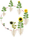 Sunflower life cycle. Growth stages from seed to flowering and fruit-bearing plant with root system