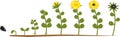 Sunflower life cycle. Growth stages from seeding to flowering and fruit-bearing plant