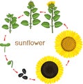 Sunflower life cycle. Growth stages from seeding to flowering and fruit-bearing plant