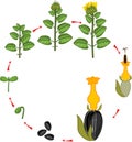 Sunflower life cycle. Growth stages from seeding to flowering and fruit-bearing plant