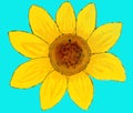 Sunflower on light blue, painting