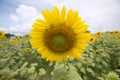 Sunflower like smile Royalty Free Stock Photo