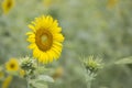 Sunflower Royalty Free Stock Photo