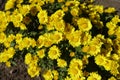 Sunflower-like yellow flowers of Chrysanthemum in mid October Royalty Free Stock Photo