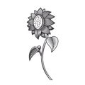 Sunflower line art vintage tattoo or print design vector illustratio