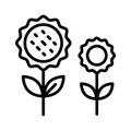 Sunflower line icon, outline style icon for web site or mobile app, thanksgiving and plant, flower vector icon, simple