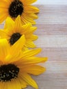 Sunflower line on wooden background Royalty Free Stock Photo