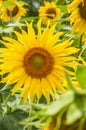 Sunflower, lost among leaves Royalty Free Stock Photo