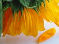 Sunflower and lost petal Royalty Free Stock Photo