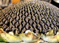 Sunflower with lots of small black seeds Royalty Free Stock Photo