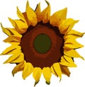 Sunflower Low poly concept on white background