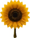 Sunflower Low poly concept on white background