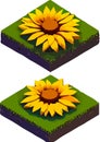 Sunflower Low poly concept on white background