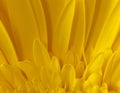 Sunflower Macro Detail