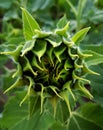 Details of a green Sunflower Bud on meadow. Details of Sunflower Blossom. Royalty Free Stock Photo