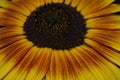 Sunflower macro. Royalty Free Stock Photo