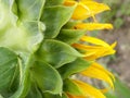 Sunflower macro leaves Royalty Free Stock Photo