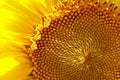 Sunflower macro photo