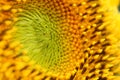 Sunflower, macro shot with detail of pollen, selective focus Royalty Free Stock Photo