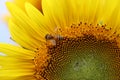 Sunflower Royalty Free Stock Photo