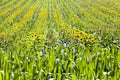 sunflower and maize are grown Royalty Free Stock Photo