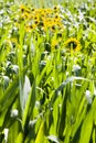 sunflower and maize are grown Royalty Free Stock Photo