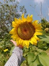 Sunflower make me day so shining Royalty Free Stock Photo