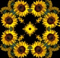 Sunflower mandala Royalty Free Stock Photo