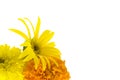Sunflower and marigold background Royalty Free Stock Photo