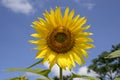 Sunflower- Close up of Maturing single flower on field Royalty Free Stock Photo