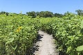 Sunflower Maze