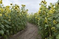 Sunflower maze