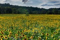 Sunflower Maze