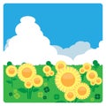 Sunflower meadow in the sunny day Royalty Free Stock Photo