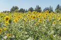 Sunflower on a meadow at a sunny summer day in front of blue sky Royalty Free Stock Photo