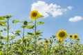 Sunflower on a meadow at a sunny summer day in front of blue sky and clouds Royalty Free Stock Photo